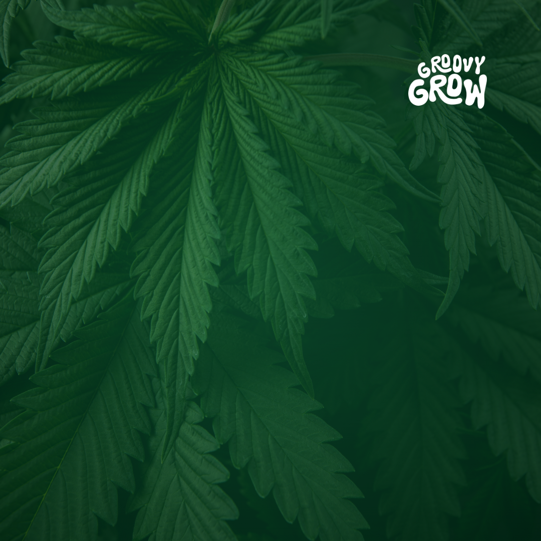 Cannabis Homegrowing