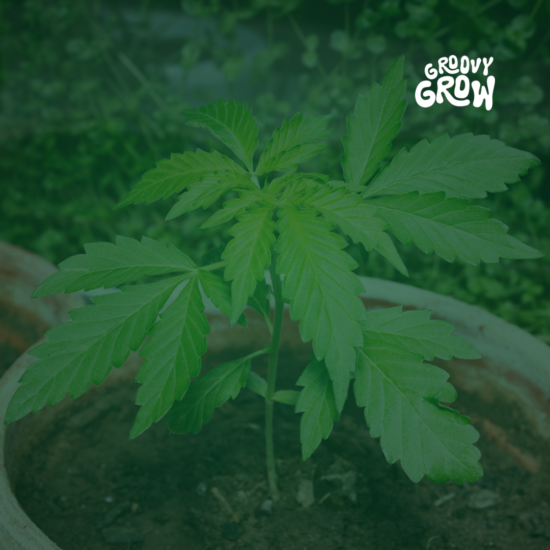 Natürliches Licht für Cannabis Pflanzen optimal nutzen