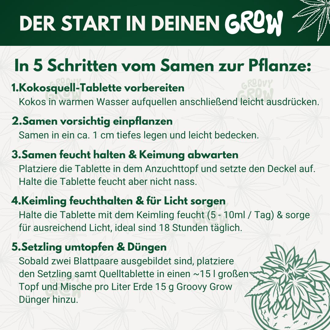Cannabis Anbauset – Dein einfacher Einstieg ins Homegrowing - Groovy Grow