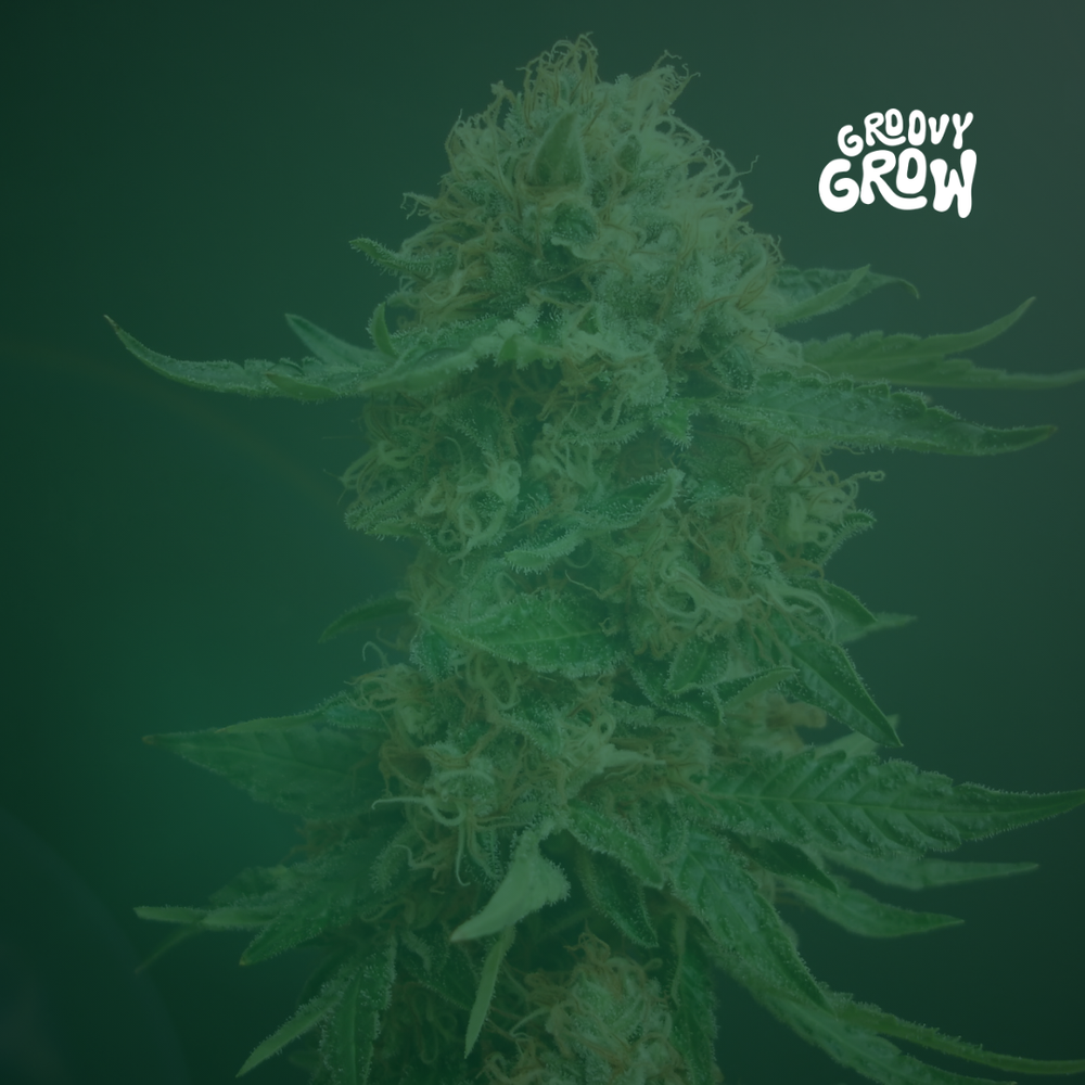 Cannabis Anbau Tipps